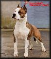 http://www.pedigreedatabase.com/american_staffordshire_terrier/dog.html?id=1836101-mystic-staff-amazon-princess