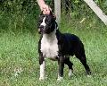 http://www.pedigreedatabase.com/american_staffordshire_terrier/dog.html?id=1800017-tango-king-of-rings