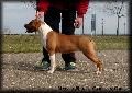 http://www.pedigreedatabase.com/american_staffordshire_terrier/dog.html?id=2259912-mysticstaff-golden-gate