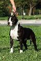 http://www.pedigreedatabase.com/american_staffordshire_terrier/dog.html?id=1982014-mysticstaff-black-tango