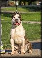 http://www.pedigreedatabase.com/american_staffordshire_terrier/dog.html?id=2089027-mysticstaff-don