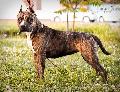 http://www.pedigreedatabase.com/american_staffordshire_terrier/dog.html?id=2110898-mysticstaff-enigma